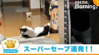【映像】洗濯バサミキャッチで“次元の違うセービング力”をみせる猫