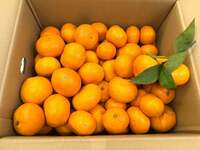 藤あや子『嬉しいお届け物』