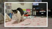 【映像】布をくわえて歩き回る猫