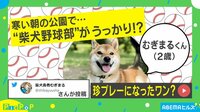 柴犬がボールを探すも… 芝生と同化して見失う姿に飼い主「可愛くて録画した」