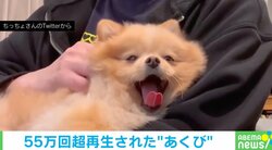 抱っこされている犬の何度も“あくびに挑戦”するキュートな姿に「想像を絶する可愛さ」「リピート再生みたい」と称賛の声
