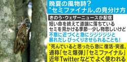 死んでいると思いきや急に復活！ 晩夏の風物詩”セミ爆弾”を見分けるポイントは脚に注目？