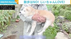 お散歩嫌いな柴犬「あい」ちゃん、雨の日は“ぬいぐるみ戦法”でおじいちゃんの腕の中 「重くない！ ということはありません（笑）」