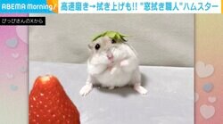高速ふきふき→モフモフボディで拭き上げ！ハムスターの“窓拭き職人”姿が話題