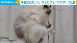 華麗でダイナミックな跳躍を披露する猫 衰えない姿に「幼少期から身体能力高かったんですね」と絶賛の声