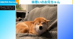 “破壊神の妹”の代わりに出頭する仏のようなお兄ちゃん柴犬に反響