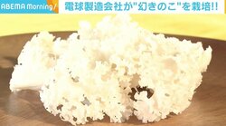 納税返礼品の“幻のきのこ” 栽培するのは電球製造会社「培った“品質”や“納期管理”で」