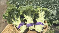 「指定野菜」ブロッコリー仲間入り　計画的生産へ　激しい価格変動、80円特売も