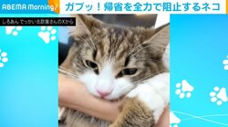 行かにゃいでぇ！ 飼い主の実家帰省を全力で阻止する猫 「愛が深い」「甘えん坊さんだぁ」と話題に