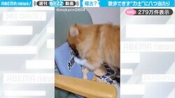 「ぶつかり稽古w」散歩できず…力士に“八つ当たり”するポメラニアンがSNSで話題「高速張り手（笑）」「何度も見ちゃう」