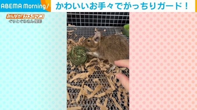 飼い主の手から大好物を“死守”するデグー キュートな防衛に飼い主も“メロメロ” 1枚目