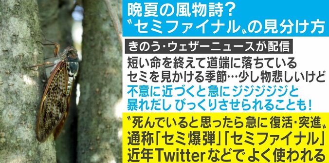 死んでいると思いきや急に復活！ 晩夏の風物詩”セミ爆弾”を見分けるポイントは脚に注目？ 1枚目
