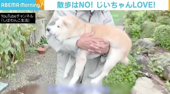 お散歩嫌いな柴犬「あい」ちゃん、雨の日は“ぬいぐるみ戦法”でおじいちゃんの腕の中 「重くない！ ということはありません（笑）」 1枚目