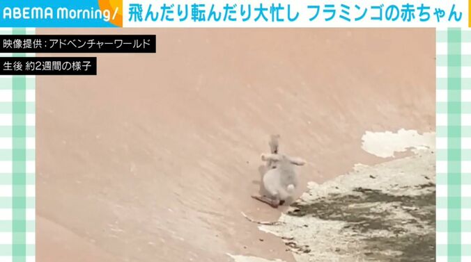 フラミンゴの赤ちゃん