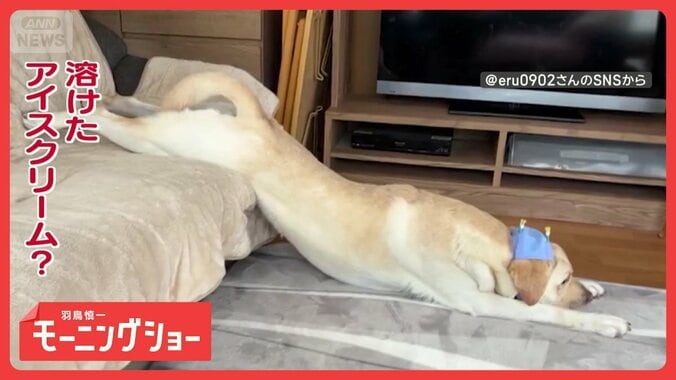 まるでアイスクリーム！　脱力全開でダラーンと溶けちゃった　動きたくないんだワン 1枚目