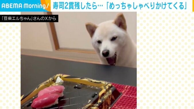 豆柴エルちゃん