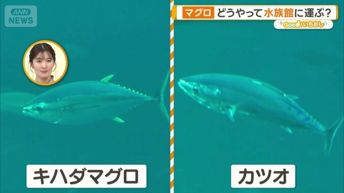 身近だけど、泳いでいる姿は見たことない魚