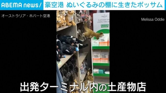 ぬいぐるみと並ぶポッサム