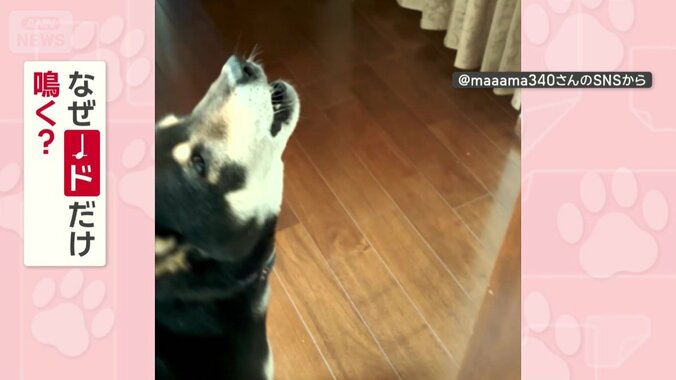 なぜドだけ鳴く？