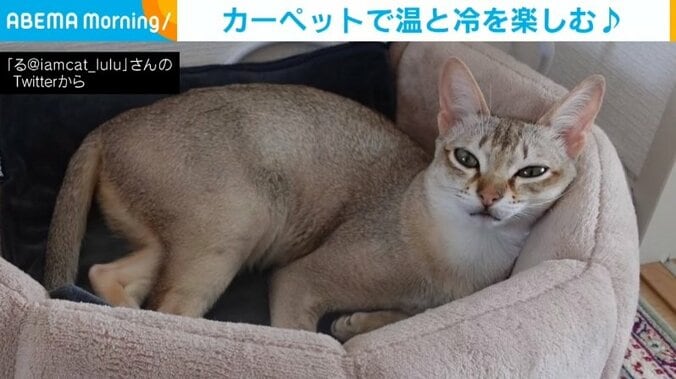 猫が温冷を楽しむ天才的発想 “ひんやり”と“ぽかぽか”を同時に感じる姿に「頭寒足熱を体現している」と反響 1枚目