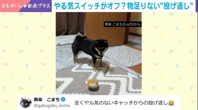 黒柴