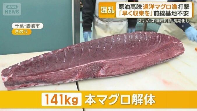 141キロの本マグロの解体