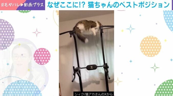 ノルウェージャンフォレストキャットのシィクくん（6歳）