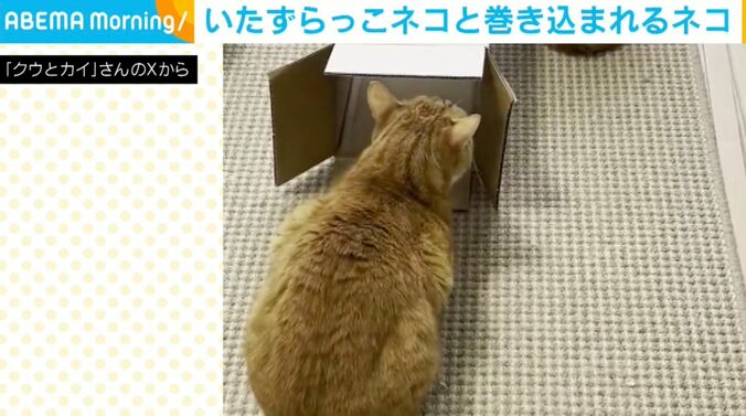 クウくんとカイくん