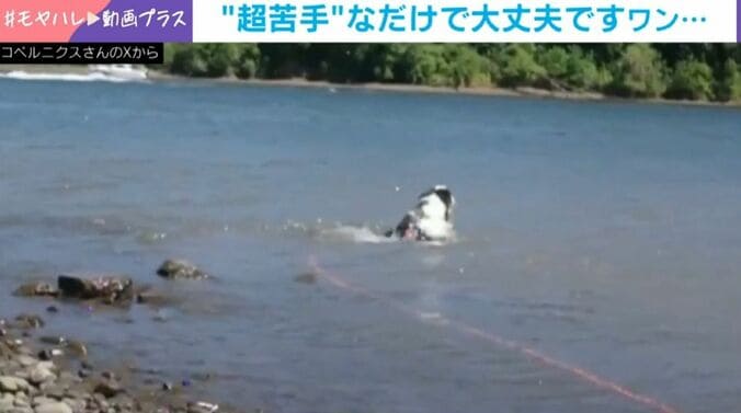 壊滅的に下手な“犬かき”