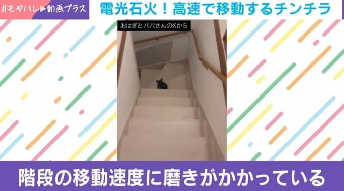 チンチラのおはぎくん