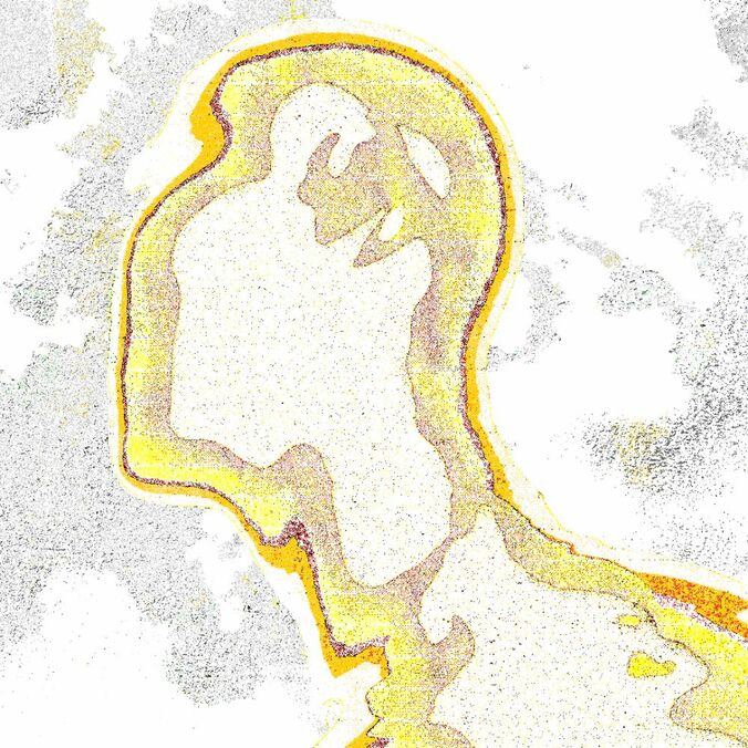 【写真・画像】　2枚目