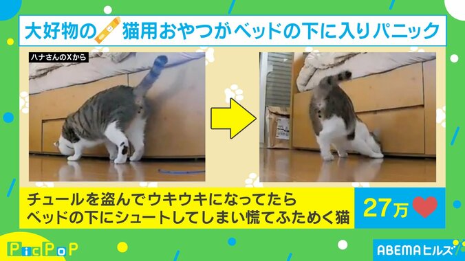 猫の琥珀くん（2歳）