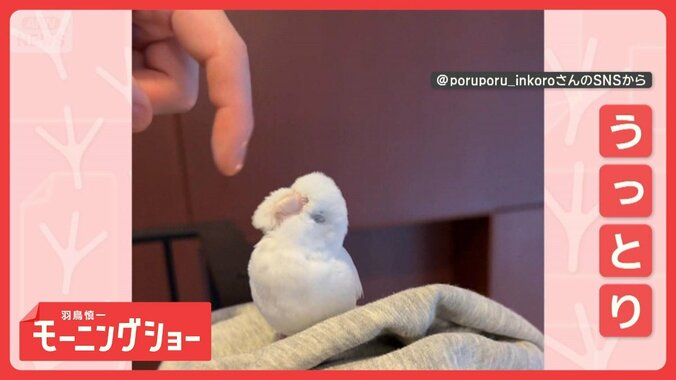 「早くなでて！」　“エアなでなで”だけど…うっとり顔！　インコさんの気持ちは？ 1枚目