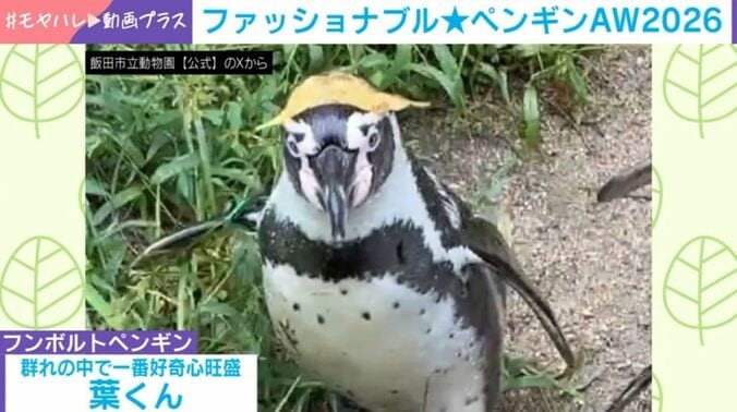 フンボルトペンギン・葉くん