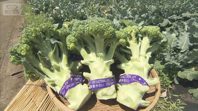 「指定野菜」ブロッコリー仲間入り　計画的生産へ　激しい価格変動、80円特売も 1枚目