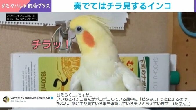 通称“いいちこインコ”のハナちゃん