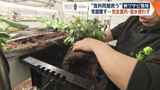 モッサモサに生えているのは根っこ