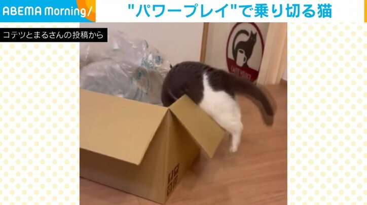 ブリティッシュショートヘアのまるくん