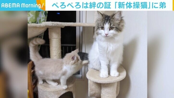 新しくやってきた弟に“ペロペロ”の愛情表現「親子のような感じ」 これまでの“相棒”には見向きもせず