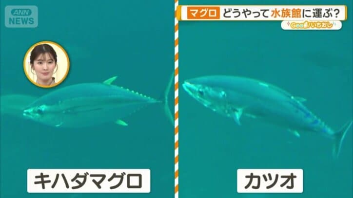 身近だけど、泳いでいる姿は見たことない魚