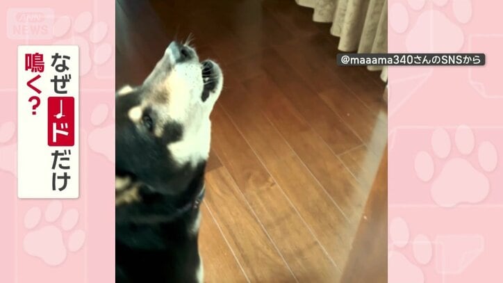 なぜドだけ鳴く？