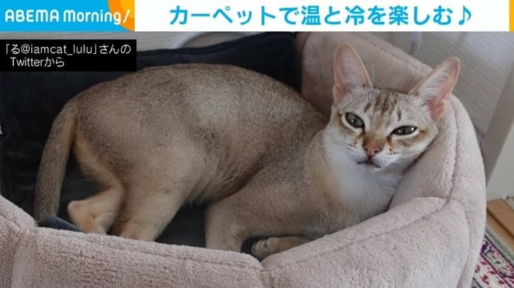 猫が温冷を楽しむ天才的発想 “ひんやり”と“ぽかぽか”を同時に感じる姿に「頭寒足熱を体現している」と反響