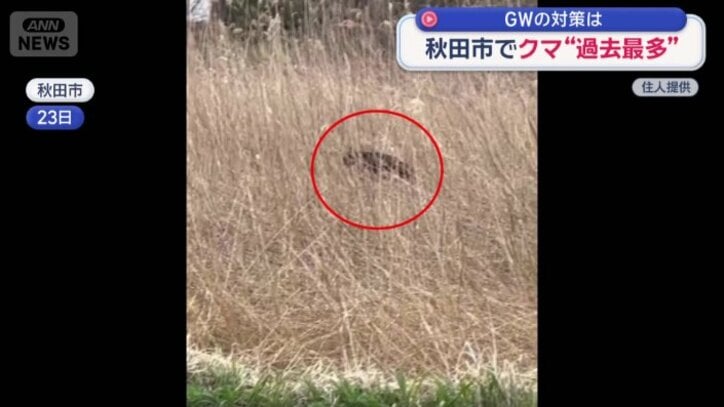 やぶの中にいるクマ