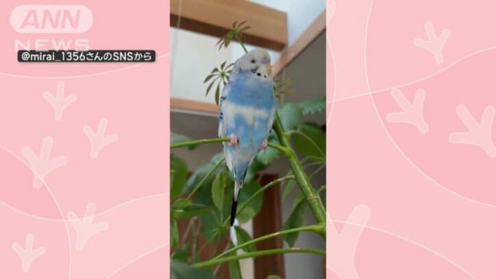 「どんぶらこ」で飼い主まっしぐらなインコさん 名前呼んでもスルー 桃太郎好き?