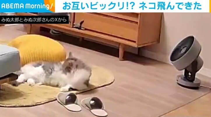 ミヌエットのみぬ太郎くん（3歳）