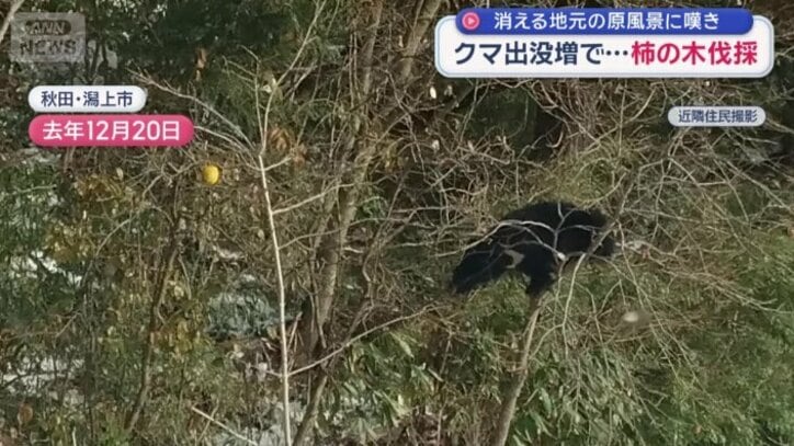 冬眠しないクマが柿の木に登る（去年12月）
