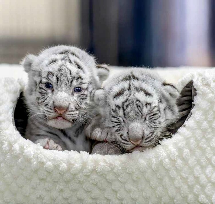 どらどら様 ブルゾン オフ白 写真・画像】＜※猛獣です＞ホワイトタイガーの写真集『とらのこ』が