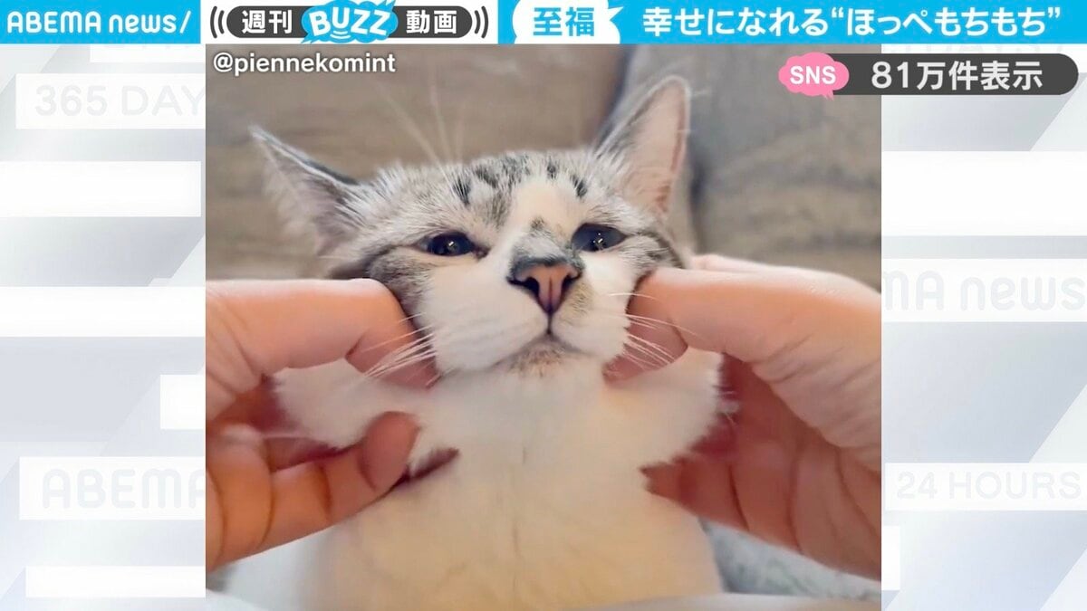 かわいすぎる…」ほっぺた“もちもち”すぎる猫の動画がSNSで大反響