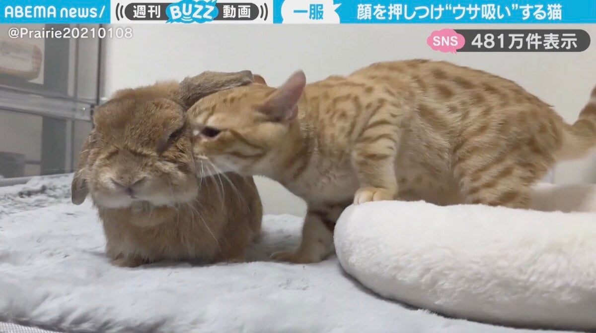 ウサ吸い…！？猫がウサギに顔を押し付け、匂いを堪能してる様子に