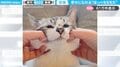 「かわいすぎる…」ほっぺた“もちもち”すぎる猫の動画がSNSで大反響「おもちみたい」「幸せだ〜!」